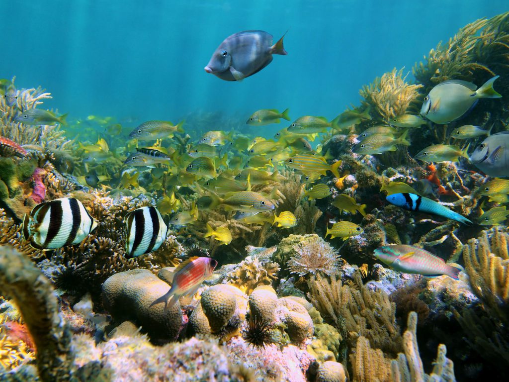 Diferentes peces y corales en el fondo del mar