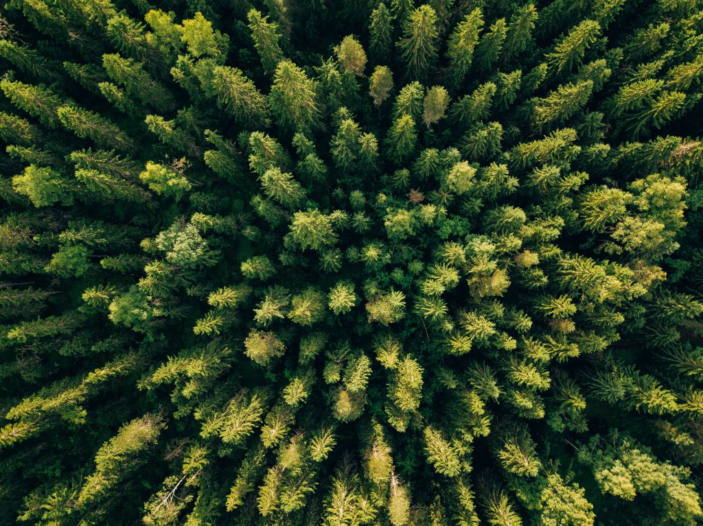 Bosque