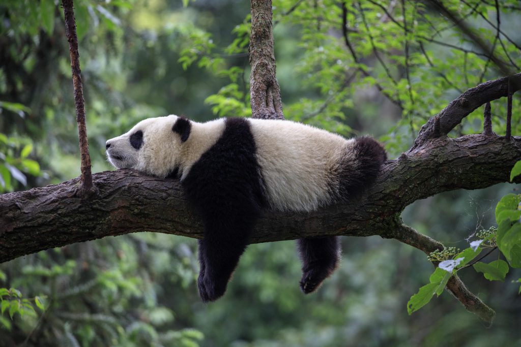 Oso panda
