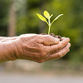 Manos de una persona sosteniendo una planta