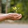 Manos de una persona sosteniendo una planta