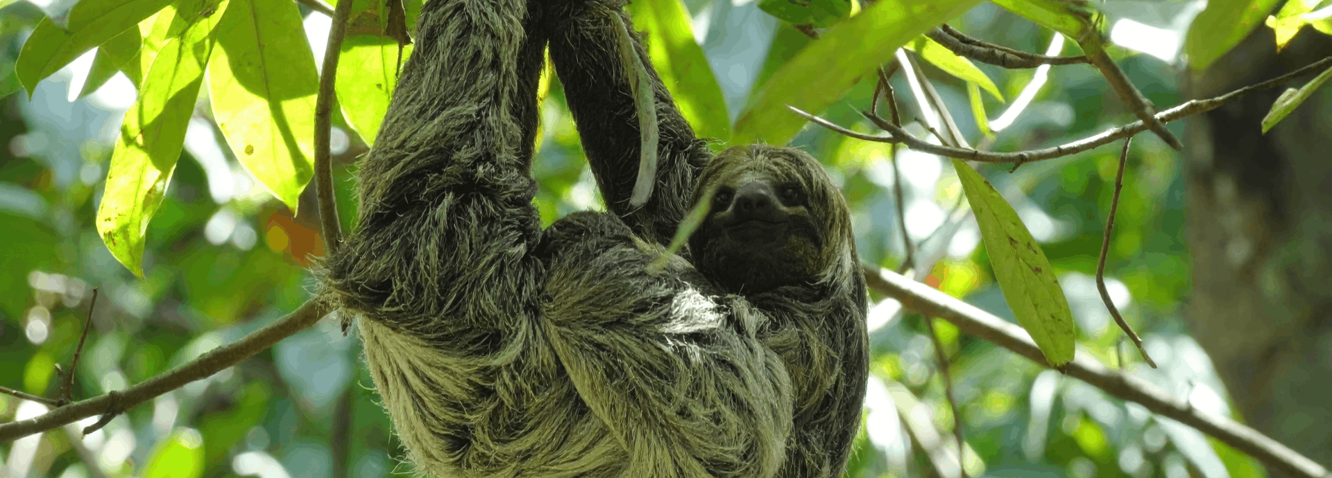 Fotografía de oso perezoso que cuelga desde una rama de un árbol
